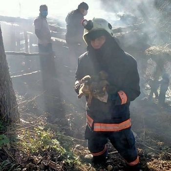 Samanlıkta çıkan yangından kurtarılan köpek yavruları tedavi altına alındı Samanlıkta çıkan yangından kurtarılan köpek yavruları tedavi altına alındı