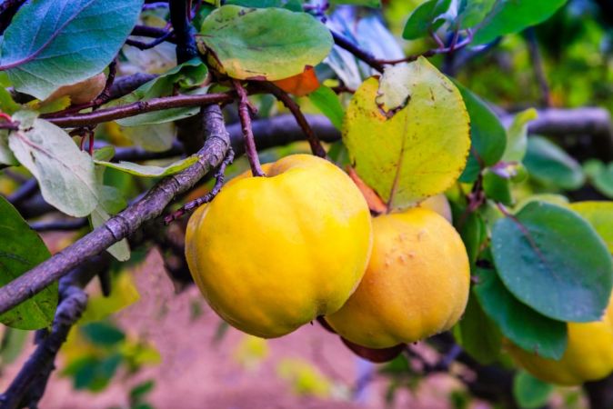 Mucizevi meyve ayvanın faydaları