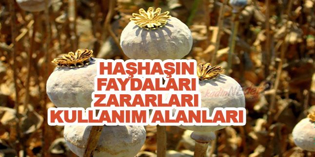 Haşhaşın faydaları
