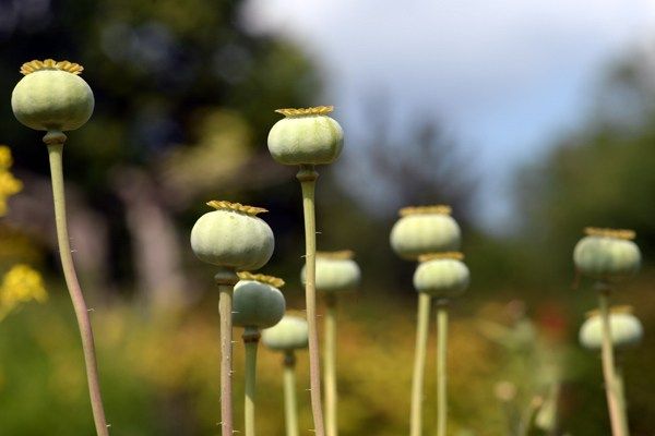 Haşhaşın faydaları