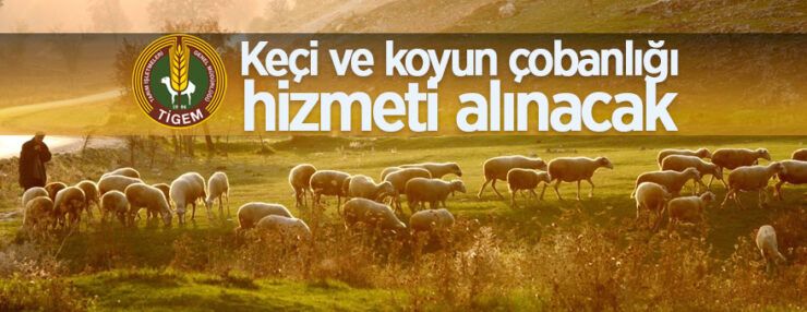 Ceylanpınar Tarım İşletmesi Müdürlüğü tarafından Çobanlık hizmeti alınacaktır Ceylanpınar Tarım İşletmesi Müdürlüğü tarafından Çobanlık hizmeti alınacaktır