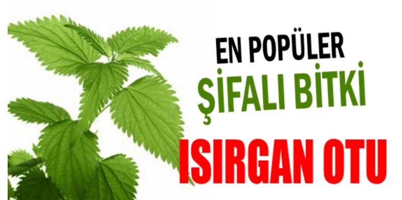 Isırgan otunun bilinmeyen faydaları