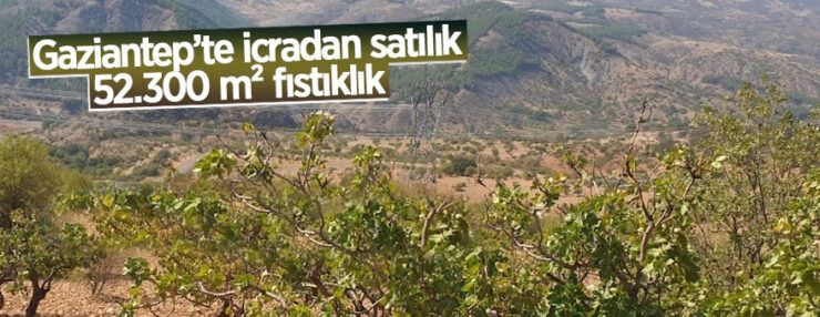 Nizip Altındağ Mahallesinde 52.300 m² fıstıklık icradan satılıktır