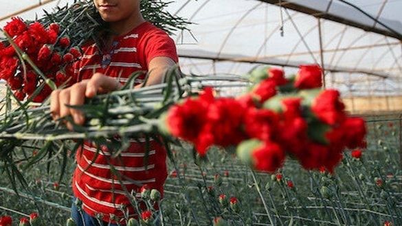 Türkiye’den 20 günde 39 milyon liralık çiçek ihraç edildi