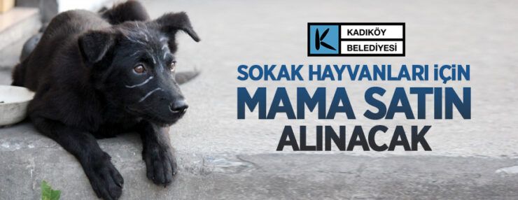 Kadıköy Belediyesi kedi ve köpek maması alacak