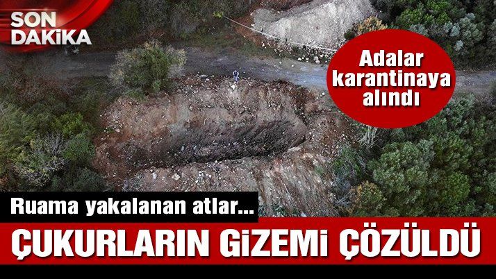 Son dakika… Büyükada’da 81 at itlaf edildi, Adalar’a hayvan girişi yasaklandı