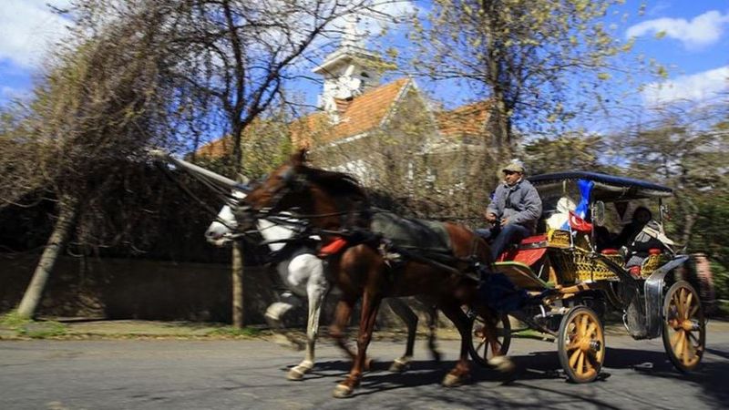 Son dakika… Büyükada’da 81 at itlaf edildi, Adalar’a hayvan girişi yasaklandı