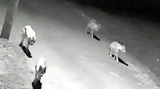 Aksaray’da aç kalan kurtlar köye indi