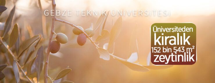 Gebze Teknik Üniversitesi’ne ait 152543 m² zeytinlik kiraya verilecektir