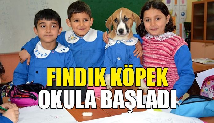 Önlük giydirilen yavru köpek ‘Fındık’ okulun maskotu oldu