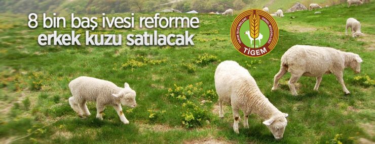 8 bin baş ivesi reforme erkek kuzu satılacaktır