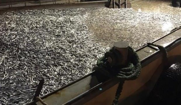 100 ton ‘hamsi’ avladılar