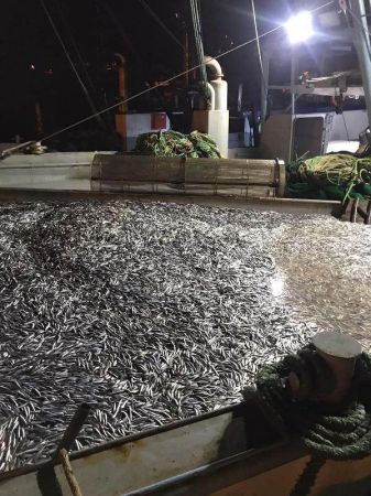 100 ton ‘hamsi’ avladılar