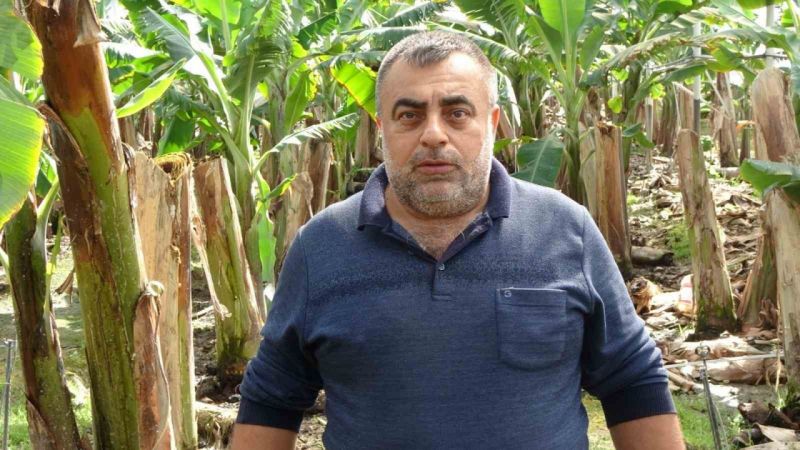 Antalya'da hortum muz serasını vurdu, 5 dönümlük alan savaş meydanını aratmadı