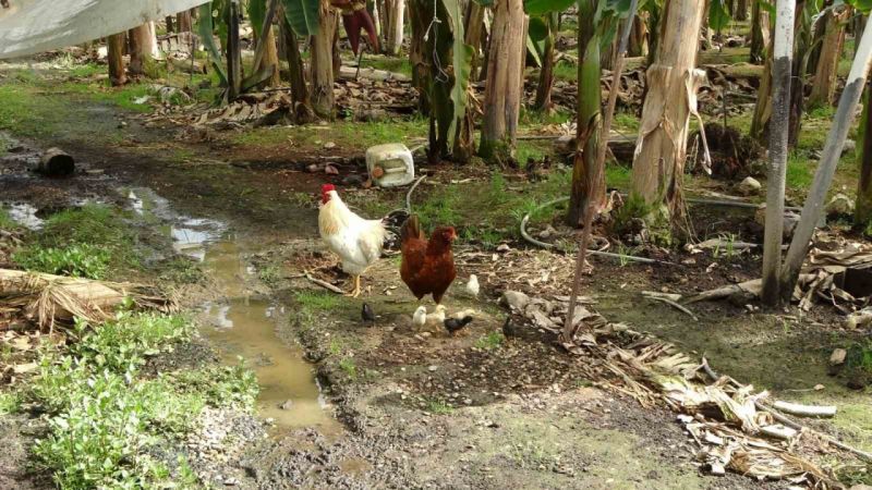 Antalya'da hortum muz serasını vurdu, 5 dönümlük alan savaş meydanını aratmadı