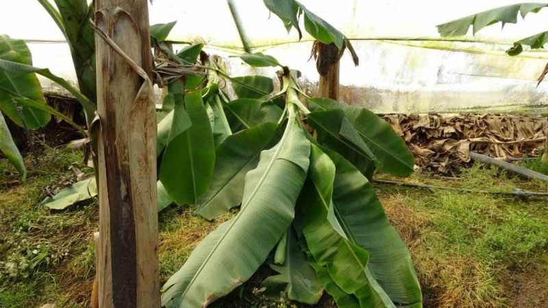 Antalya'da hortum muz serasını vurdu, 5 dönümlük alan savaş meydanını aratmadı