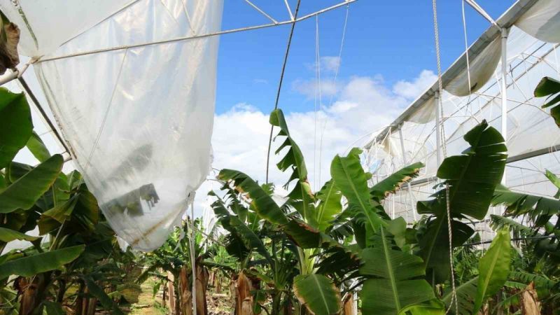 Antalya'da hortum muz serasını vurdu, 5 dönümlük alan savaş meydanını aratmadı