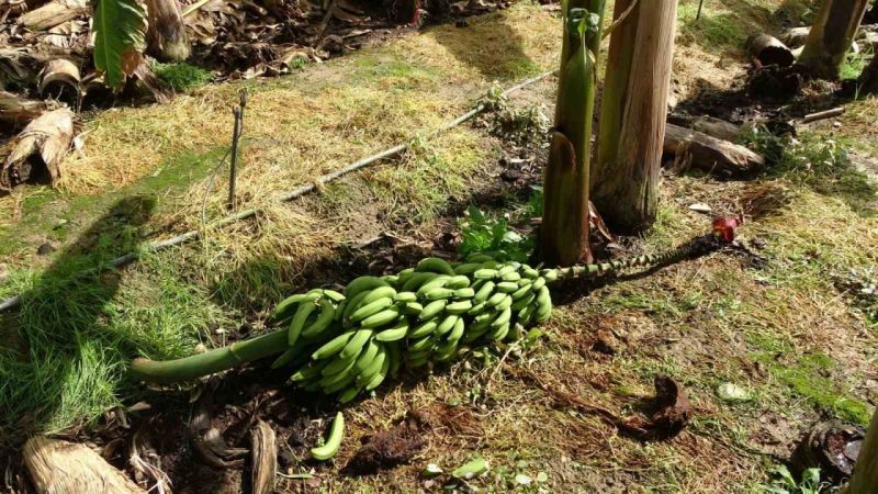 Antalya'da hortum muz serasını vurdu, 5 dönümlük alan savaş meydanını aratmadı