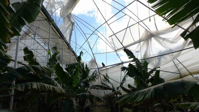 Antalya'da hortum muz serasını vurdu, 5 dönümlük alan savaş meydanını aratmadı