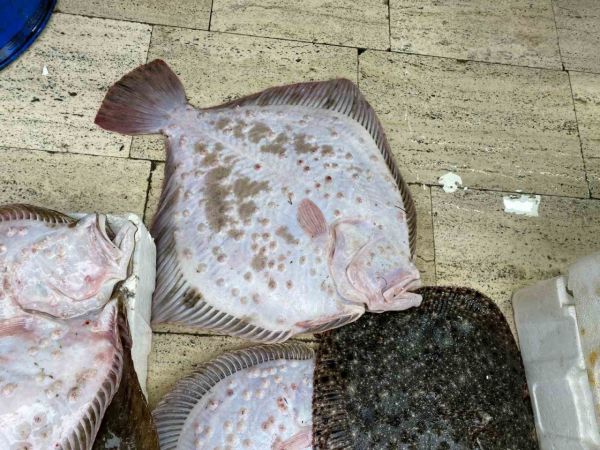 8 kiloluk kalkan balığı 5 bin liraya satıldı