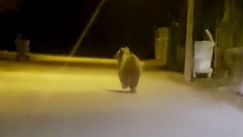 Yozgat’ta Sorgun ilçe merkezine ayı indi!