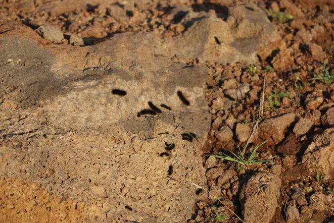 Diyarbakır’ın bir mahallesinde tırtıl yoğunluğu: Vatandaş tedirgin