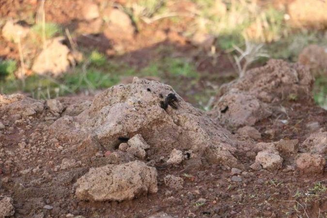 Diyarbakır’ın bir mahallesinde tırtıl yoğunluğu: Vatandaş tedirgin