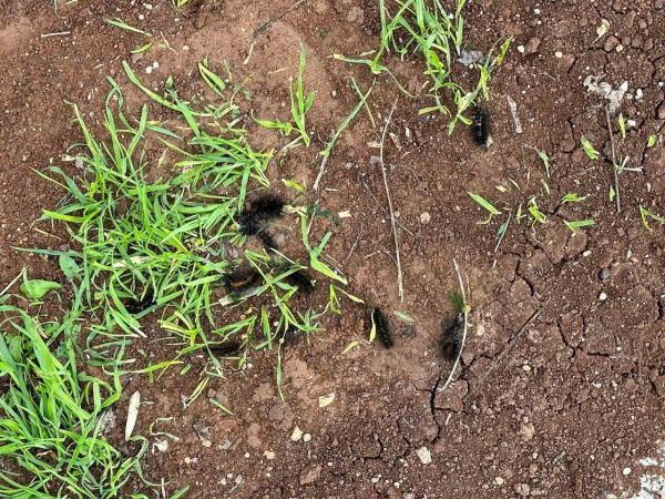 Diyarbakır’ın bir mahallesinde tırtıl yoğunluğu: Vatandaş tedirgin