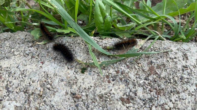Diyarbakır’ın bir mahallesinde tırtıl yoğunluğu: Vatandaş tedirgin