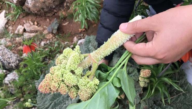 Tunceli’de ’Yayla Muzu’ tezgahlardaki yerini aldı