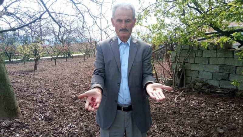Zirai donun vurduğu ilçede meyveye ulaşmak hayal oldu: Kaybımız çok büyük Zirai donun vurduğu ilçede meyveye ulaşmak hayal oldu: Kaybımız çok büyük