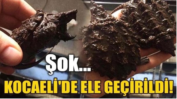 KOCAELİ’DE ELE GEÇİRİLDİ