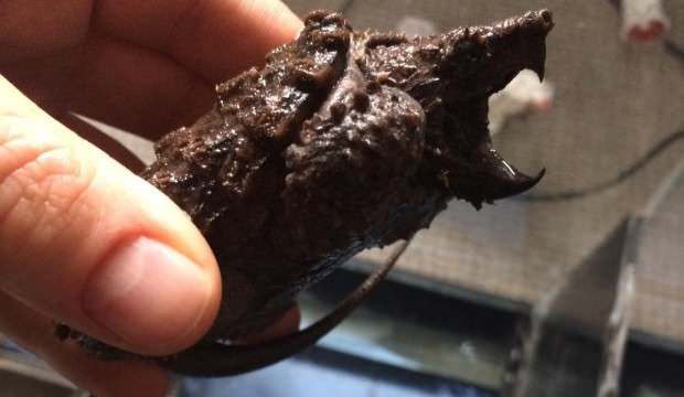 KOCAELİ’DE ELE GEÇİRİLDİ