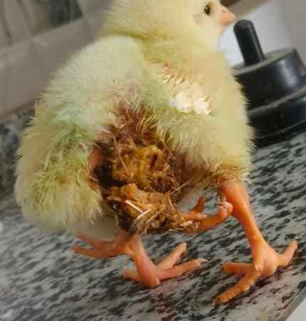 Dört bacaklı civciv şaşırttı Dört bacaklı civciv şaşırttı