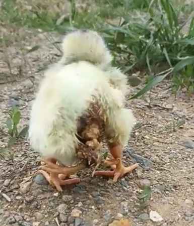 Dört bacaklı civciv şaşırttı Dört bacaklı civciv şaşırttı