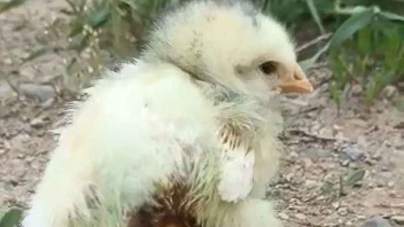 Dört bacaklı civciv şaşırttı Dört bacaklı civciv şaşırttı