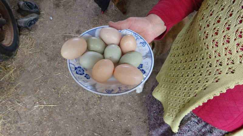 Bu tavuklar yüksek proteinli mavi yumurta yumurtluyor Bu tavuklar yüksek proteinli mavi yumurta yumurtluyor