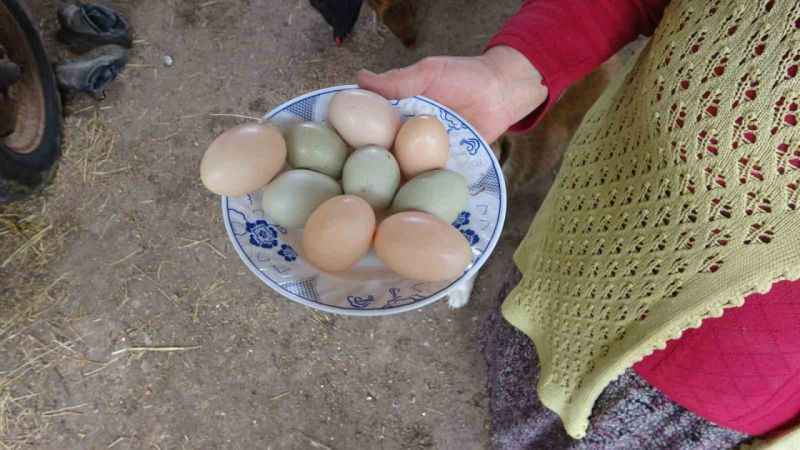 Bu tavuklar yüksek proteinli mavi yumurta yumurtluyor Bu tavuklar yüksek proteinli mavi yumurta yumurtluyor