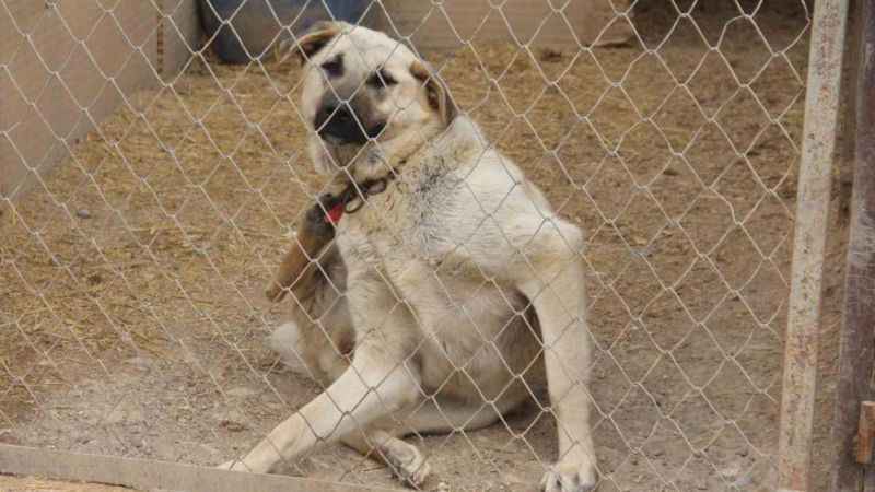 Köpeklerde yaz aylarında bu belirtilere dikkat Köpeklerde yaz aylarında bu belirtilere dikkat