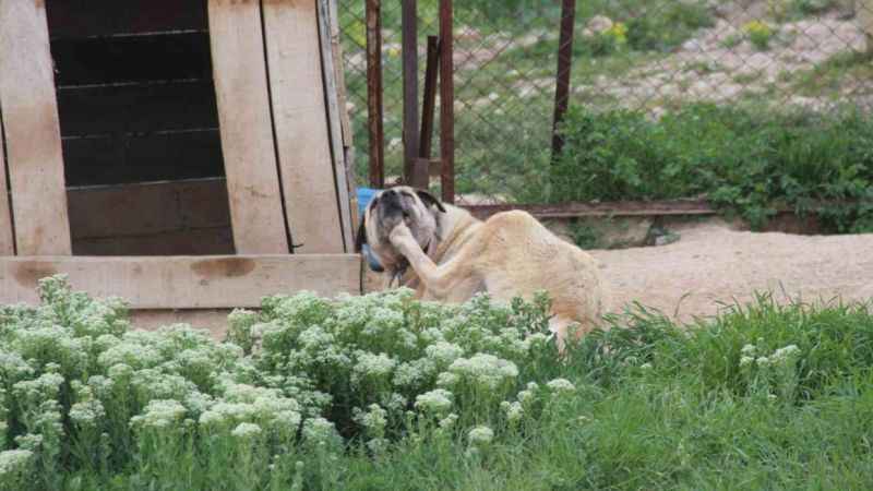 Köpeklerde yaz aylarında bu belirtilere dikkat Köpeklerde yaz aylarında bu belirtilere dikkat