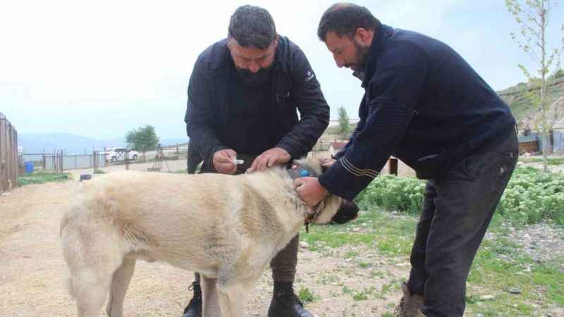 Köpeklerde yaz aylarında bu belirtilere dikkat Köpeklerde yaz aylarında bu belirtilere dikkat