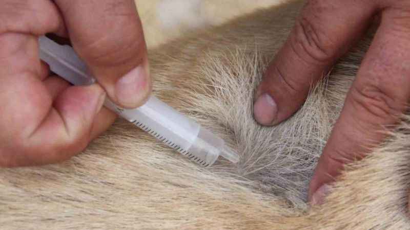 Köpeklerde yaz aylarında bu belirtilere dikkat Köpeklerde yaz aylarında bu belirtilere dikkat