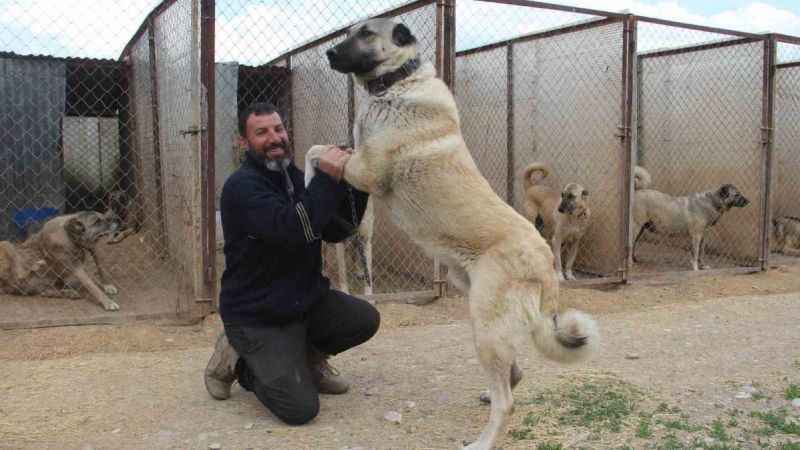 Köpeklerde yaz aylarında bu belirtilere dikkat Köpeklerde yaz aylarında bu belirtilere dikkat
