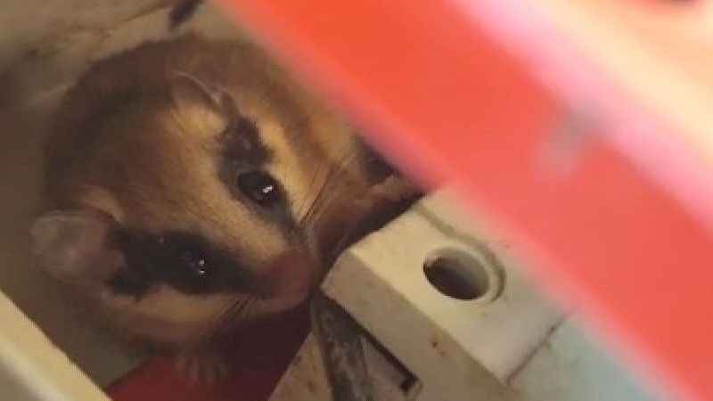 Nadir görülen yediuyur Bolu’da görüntülendi Nadir görülen yediuyur Bolu’da görüntülendi