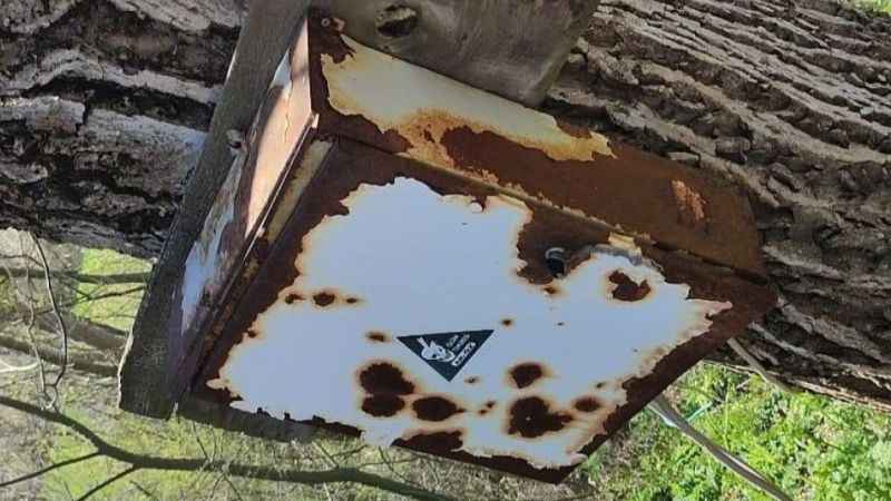 Nadir görülen yediuyur Bolu’da görüntülendi Nadir görülen yediuyur Bolu’da görüntülendi