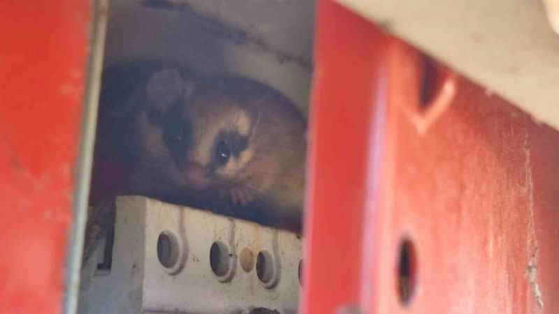 Nadir görülen yediuyur Bolu’da görüntülendi Nadir görülen yediuyur Bolu’da görüntülendi