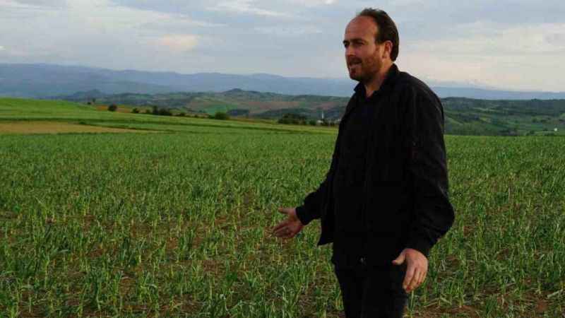 Taşköprü sarımsağını dolu vurdu Taşköprü sarımsağını dolu vurdu