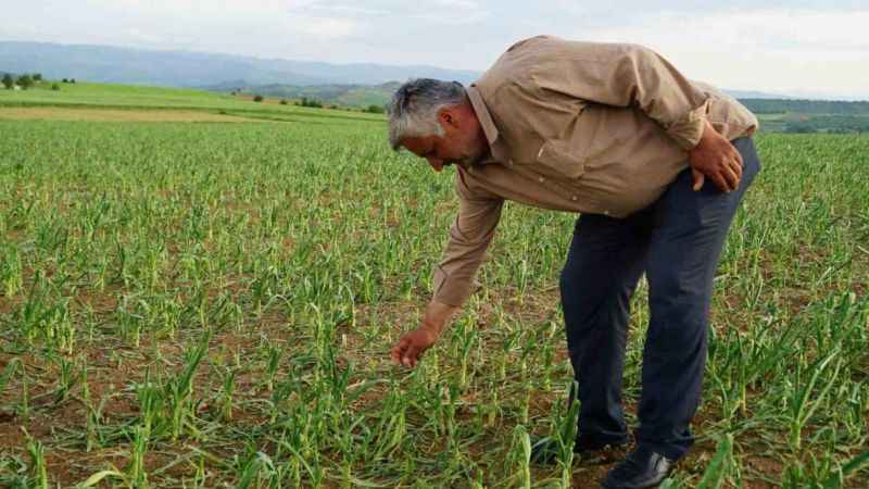Taşköprü sarımsağını dolu vurdu Taşköprü sarımsağını dolu vurdu