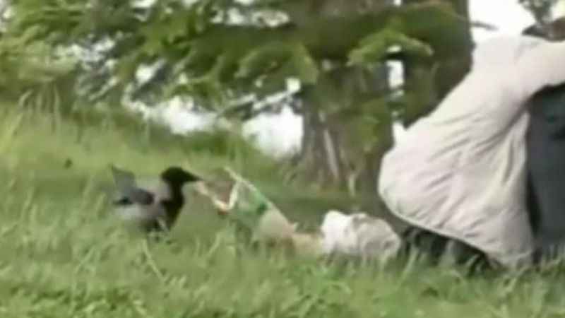 ‘Hırsız Karga’ parktaki gençlerin cipsini çaldı ‘Hırsız Karga’ parktaki gençlerin cipsini çaldı