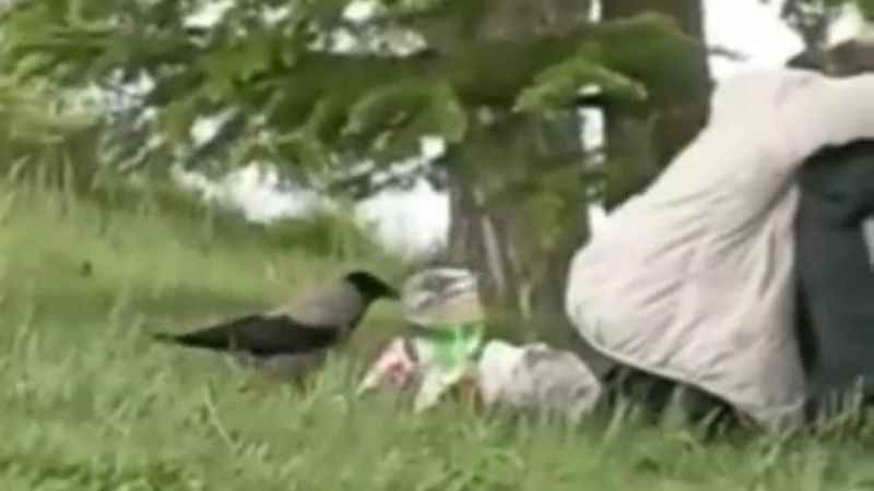 ‘Hırsız Karga’ parktaki gençlerin cipsini çaldı ‘Hırsız Karga’ parktaki gençlerin cipsini çaldı